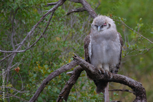 Milchuhu / Verreaux's eagle-owl  / Bubo lacteus or Ketupa lactea