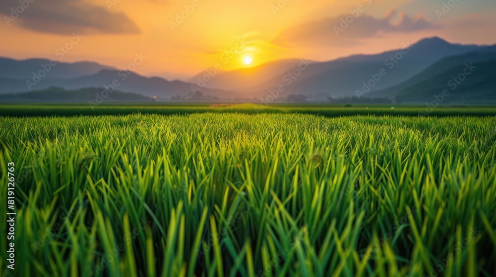 Obraz premium Green rice field, yellow sun