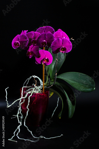 Phalaenopsis orchid brushes in pot on a dark background