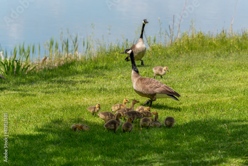 Canada Geese And Goslings On The Fox River Shoreline Near De Pere, Wisconsin, In Spring