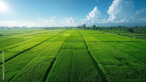 Aerial view of lush green rice fields under a clear blue sky, showcasing agricultural beauty and tranquility of the countryside.