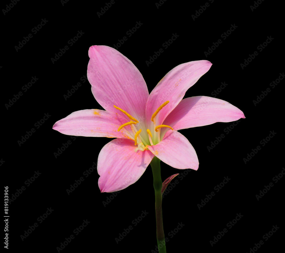 Pink rain lily flower isolated black background. Zephyranthes carinata, commonly known as the rosepink zephyr lily or pink rain lily.
