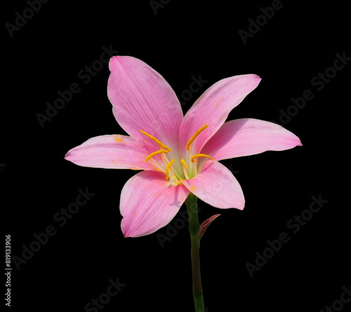 Pink rain lily flower isolated black background. Zephyranthes carinata  commonly known as the rosepink zephyr lily or pink rain lily.