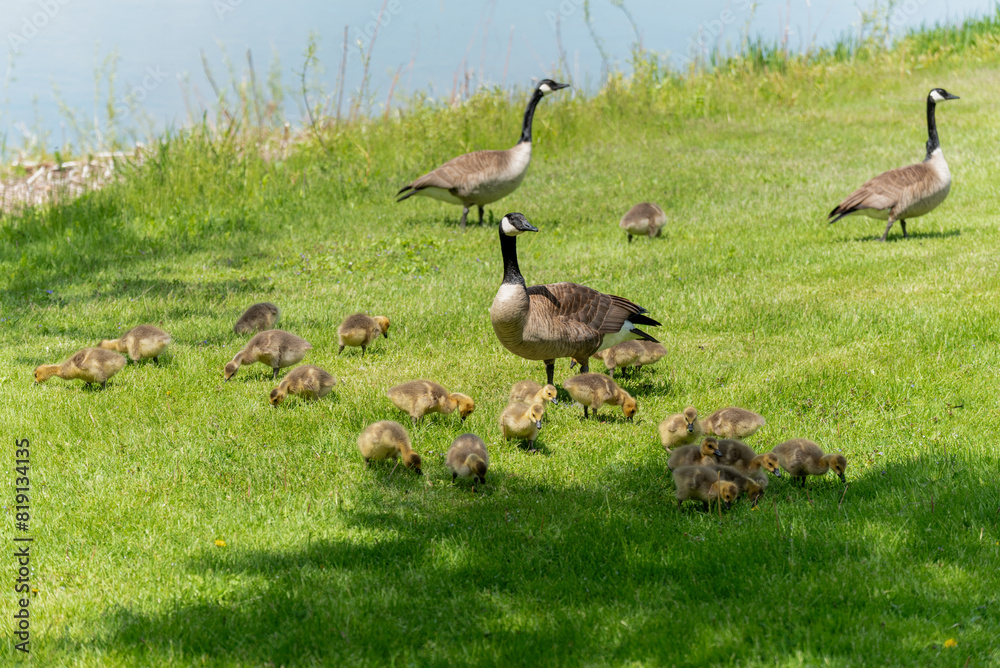 Canada Geese And Goslings On The Fox River Shoreline Near De Pere, Wisconsin, In Spring Canada Geese And Goslings On The Fox River Shoreline Near De Pere, Wisconsin, In Spring