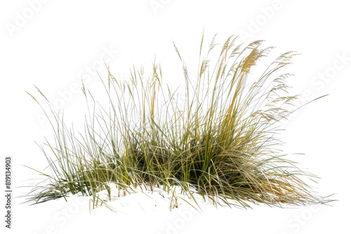 A bush of vibrant grass isolated on a transparent background. showcasing natural green and yellow hues, perfect for nature design and background.