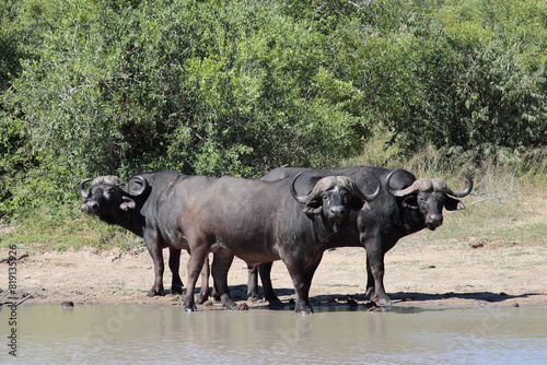 Kaffernb  ffel   African buffalo   Syncerus caffer