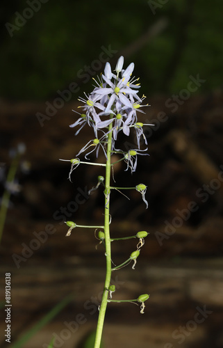 Atlantic Camas (Camassia scilloides) in bloom.  Flowers open sequentially from the bottom of the raceme (stalk) to the top. 