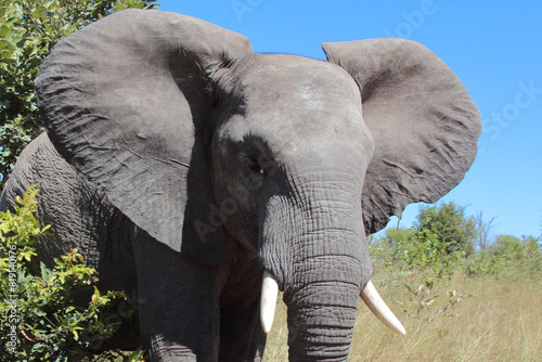 Afrikanischer Elefant / African elephant / Loxodonta africana photo