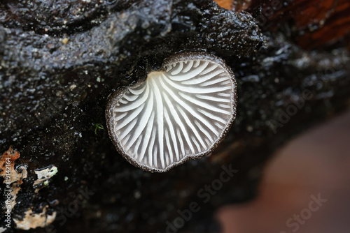 Hohenbuehelia atrocoerulea, a tiny oyster fungus from Finland, no common English name