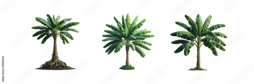 Fototapeta premium Set of three Tropical green banana tree, isolated over on transparent white background