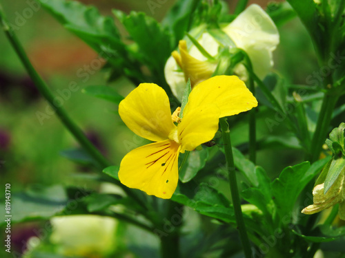 California golden violet, yellow flowers in the garden. Viola pedunculata, the California golden violet, Johnny jump up, or yellow pansy, is a perennial yellow wildflower. photo
