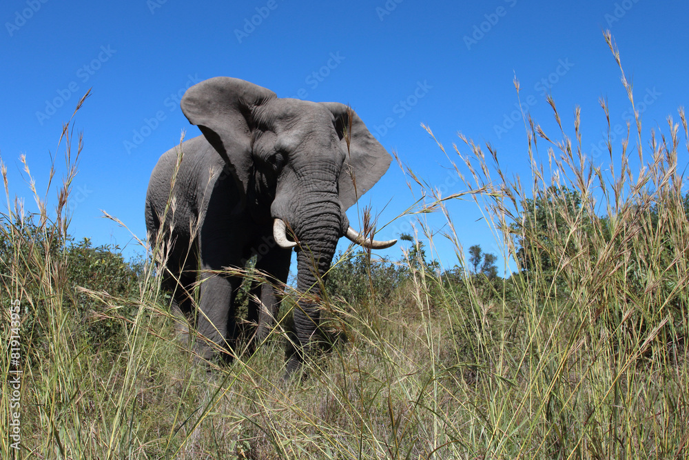Obraz premium Afrikanischer Elefant / African elephant / Loxodonta africana