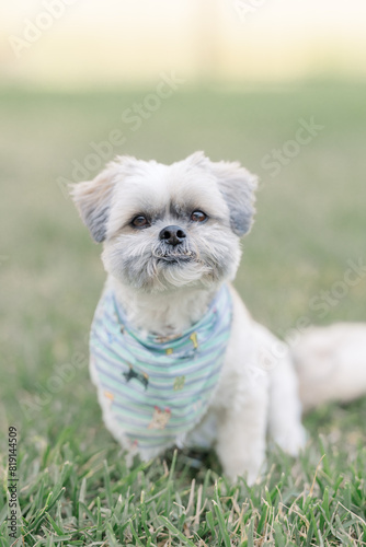 jethro the dog photo