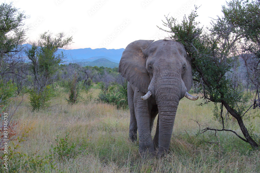 Obraz premium Afrikanischer Elefant / African elephant / Loxodonta africana