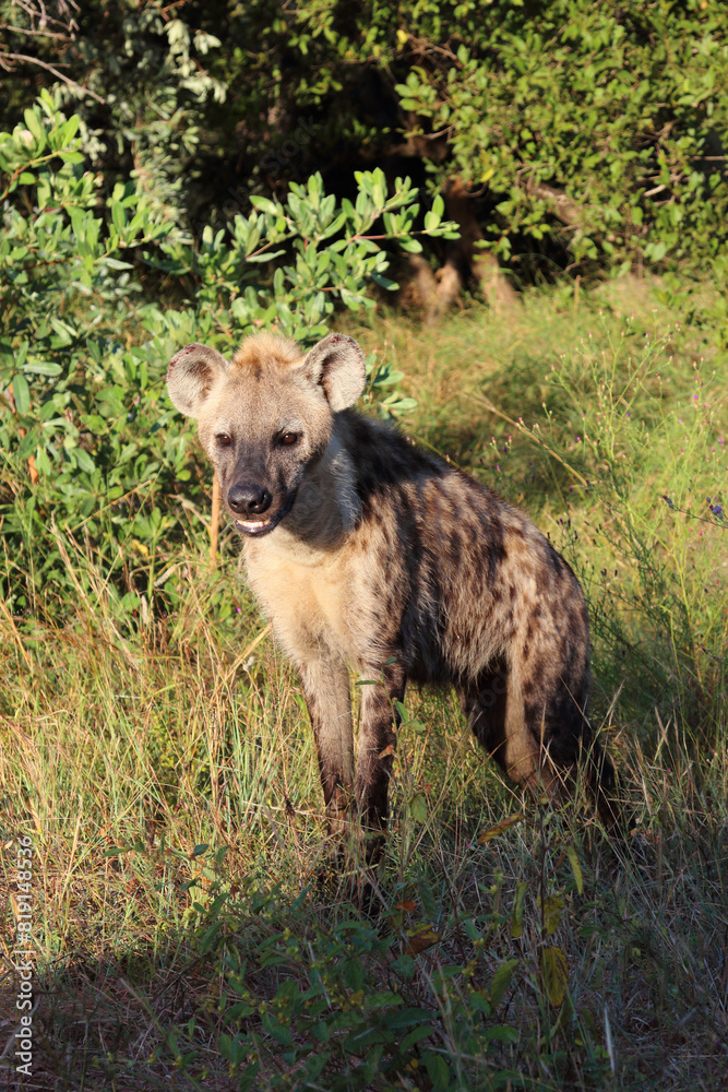 Tüpfelhyäne / Spotted hyaena / Crocuta crocuta... Tüpfelhyäne / Spotted hyaena / Crocuta crocuta...