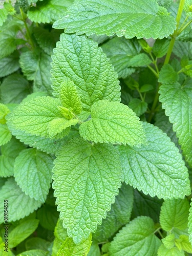 Melissa officinalis Or lemon balm plants