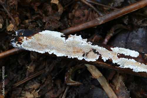 Ceriporia reticulata, a crust fungus from Finland, no common English name photo