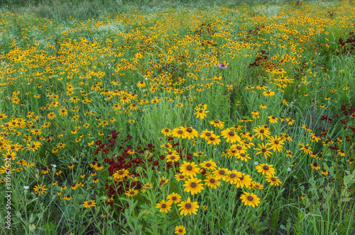 Summer wildflower meadow, with black-eyed susans and other blooms, Michigan, USA