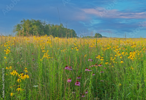 Summer tall grass prairie and wildflower meadow with pink and yellow coneflowers, Michigan, USA