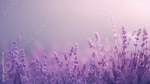 A serene field of lavender blooms in soft focus  bathed in gentle pink and purple hues  creating a tranquil and dreamy atmosphere.