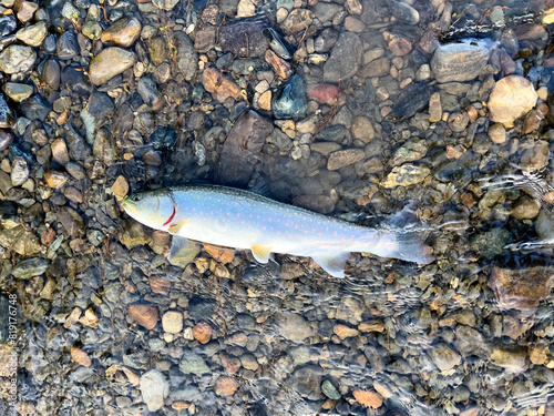 Dolly Varden Bull trout just landed in shallow water