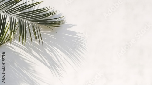 Tropical palm leaf shadow on white wall background. Copy space