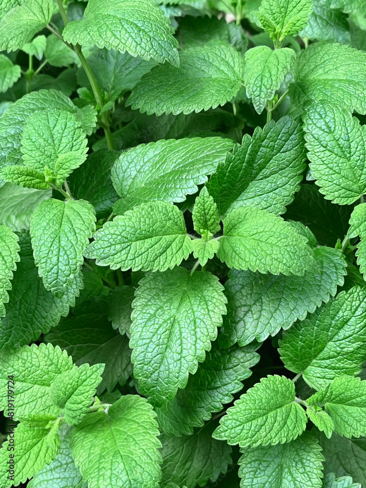 Green mint bush grows in the garden Green mint bush grows in the garden