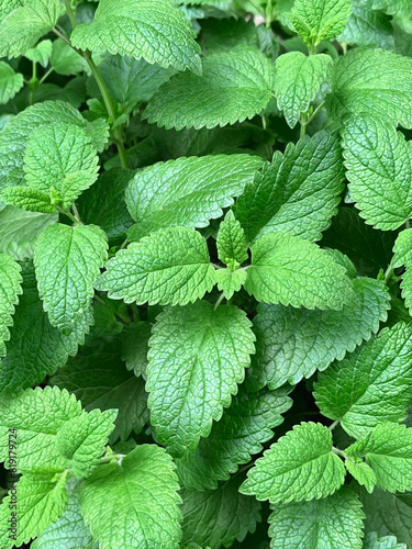 Green mint bush grows in the garden