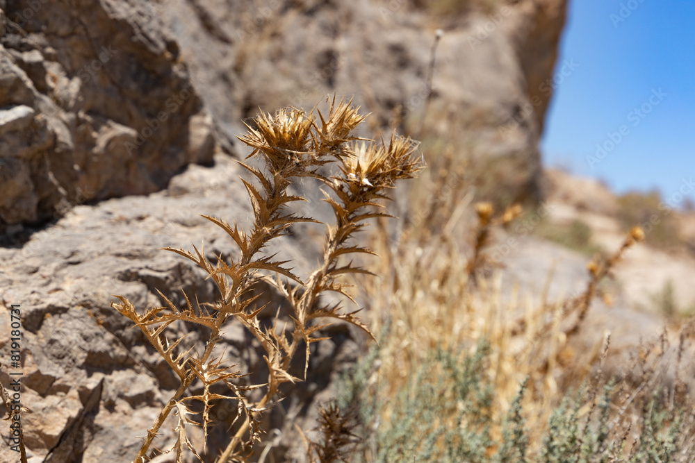 Resilient Flora Amidst Arid Majesty Resilient Flora Amidst Arid Majesty