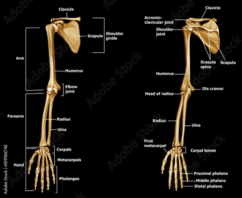 Hand Bone Anatomy Front & Back labeling black background