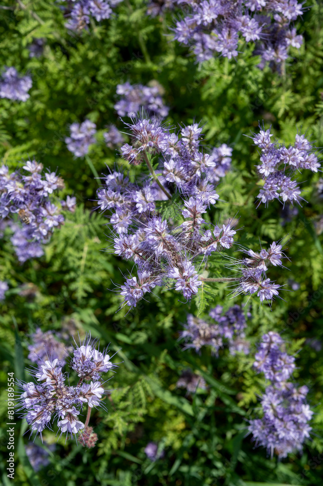 Flowering fiddleneck (Phacelia tanacetifolia). Blooming blue tansy or lacy phacelia. Flowering fiddleneck (Phacelia tanacetifolia). Blooming blue tansy or lacy phacelia.