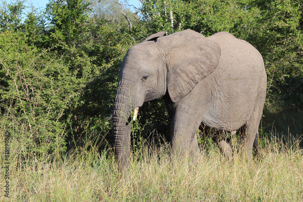 Fototapeta premium Afrikanischer Elefant / African elephant / Loxodonta africana