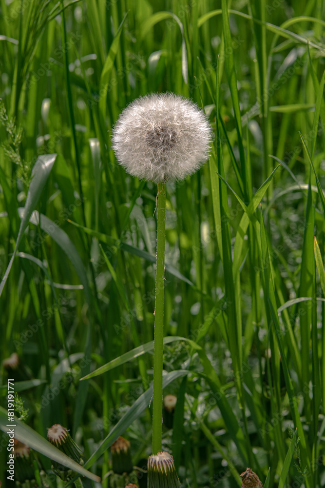 Faded dandelion in its natural habitat. Faded dandelion in its natural habitat.