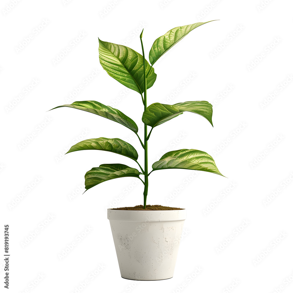 Green leaf potted plant on white background front view Green leaf potted plant on white background front view