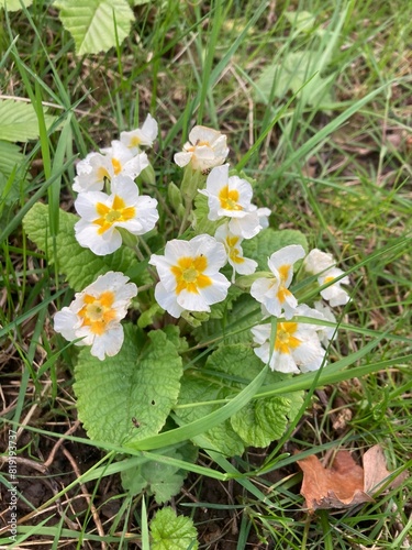 flowers in the grass