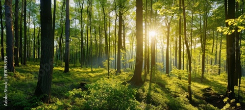 Sunlit Forest Landscape