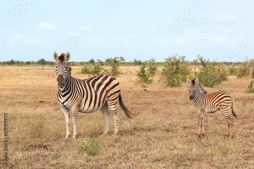 Steppenzebra   Burchell s zebra   Equus quagga burchellii..