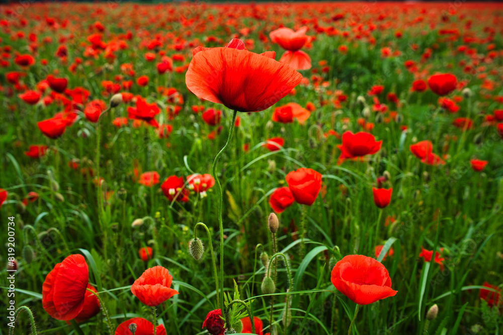 Fototapeta premium Beautiful red poppy field in late spring