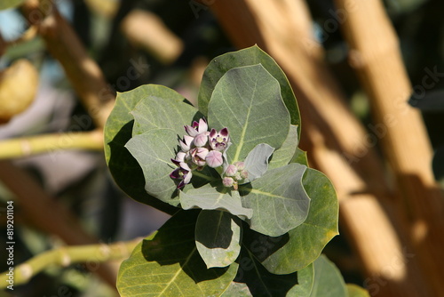 Adam's apple fruits and flowers in a city park in Israel.