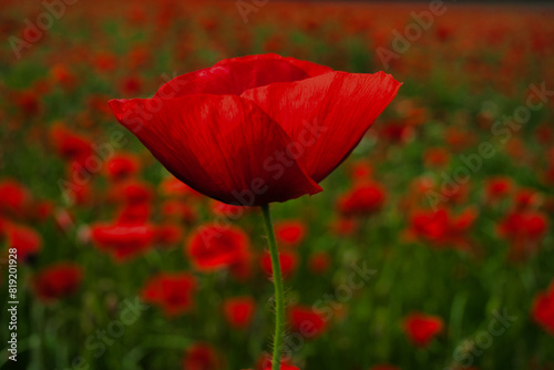 Red poppy closeup in the field