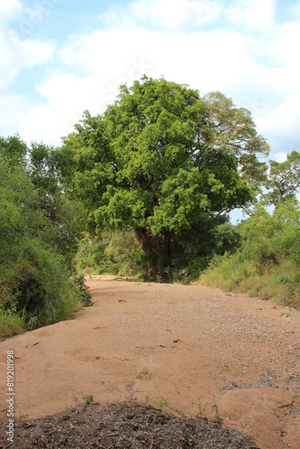 Kr  ger Park - Afrikanischer Busch - Trockenes Flussbett   Kruger Park - African bush - Dry riverbed  