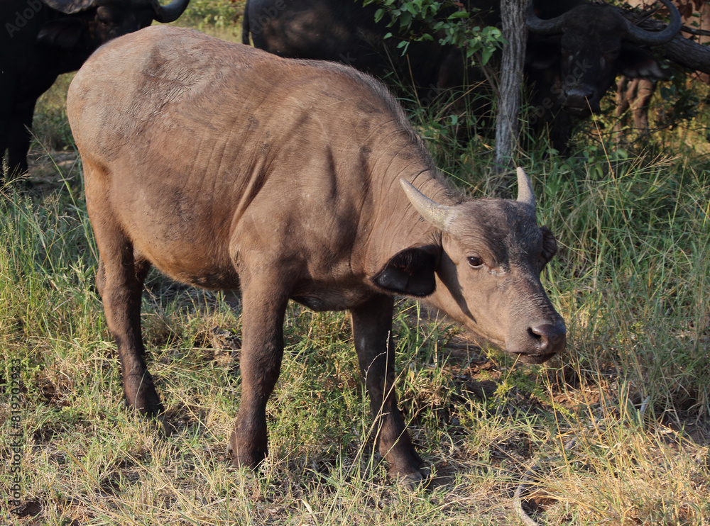Kaffernbüffel / African buffalo / Syncerus caffer Kaffernbüffel / African buffalo / Syncerus caffer