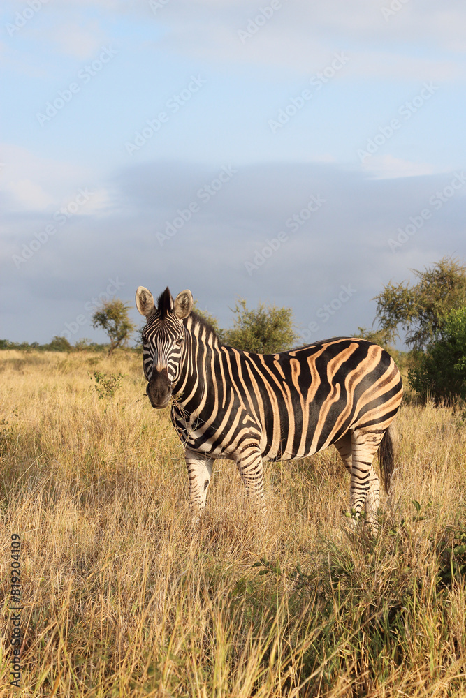 Naklejka premium Steppenzebra / Burchell's zebra / Equus quagga burchellii