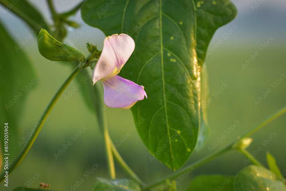 Beautiful blooming long bean (Vigna unguiculata) flowers, long bean vegetables Beautiful blooming long bean (Vigna unguiculata) flowers, long bean vegetables