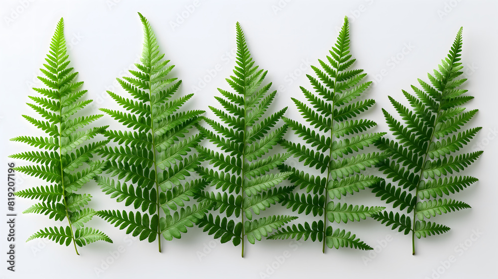 Triple Fern Leaves over a Crumpled White Paper Background Triple Fern Leaves over a Crumpled White Paper Background