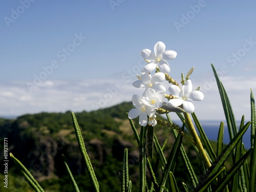 white frangipani flowers in les saintes island, close up of lesser antilles blossom of plumeria alba photo