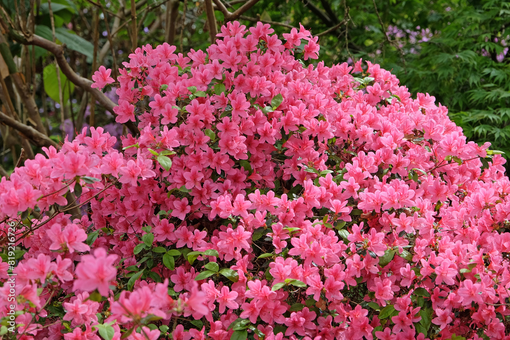 Pink Rhododendron azalea ‘Madame Van Hecke’ in flower.