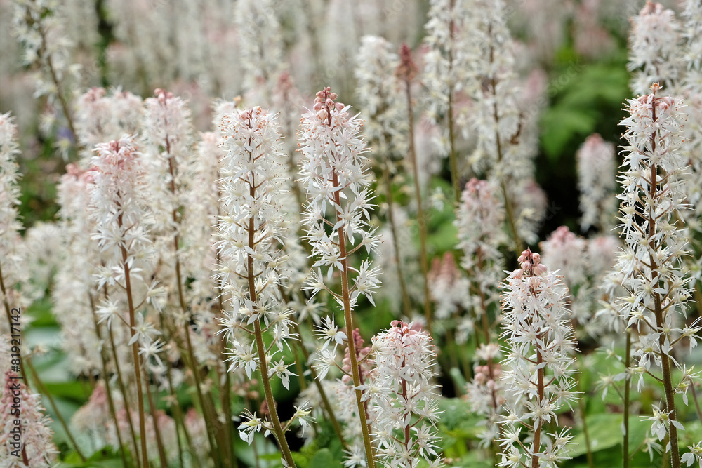 White Tiarella wherryi, Wherry's foam flower, in bloom. White Tiarella wherryi, Wherry's foam flower, in bloom.