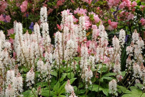 Slika na platnu White Tiarella wherryi, Wherry's foam flower, in bloom.