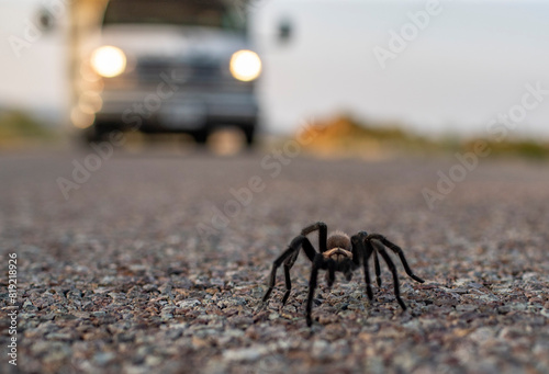 tarantula in the road